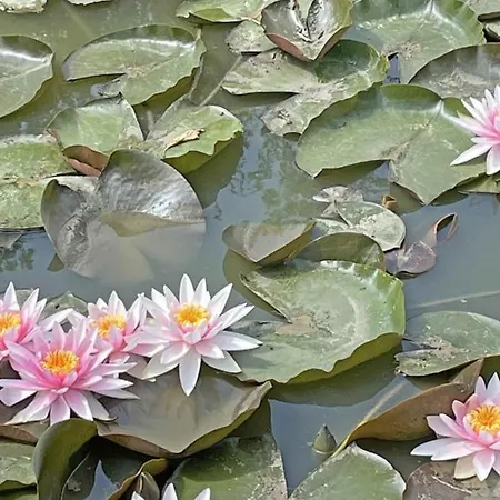 Maison Spacieuse A Avec Jardin Et Animaux Acceptes - Fr-1-497-131 * Sarceaux