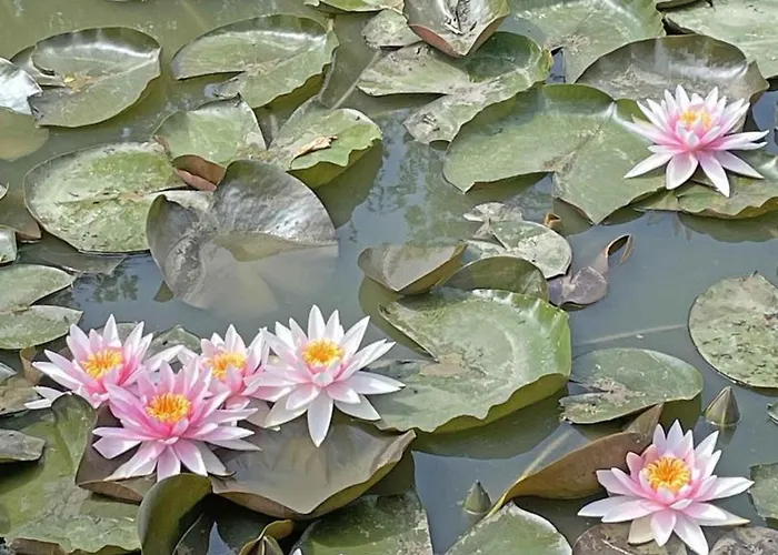 Maison Chaleureuse Aux Portes D'argentan - 9 Pers. - Fr-1-497-131 * Sarceaux